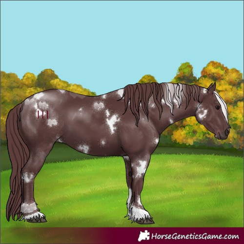 Horse Color:White Spotted Chocolate Black Tobiano 