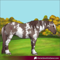 Horse Color:White Spotted Chocolate Grullo 