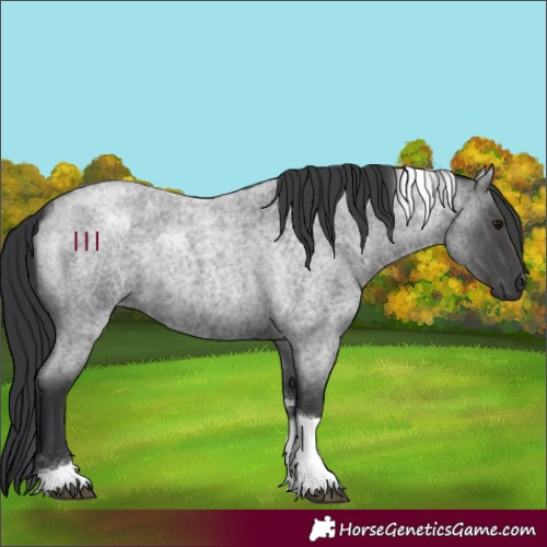 Horse Color:Blue Roan Tobiano 