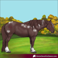 Horse Color:Chocolate Black Tobiano