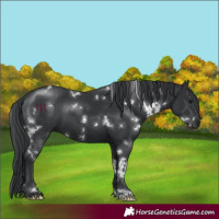 Horse Color:White Spotted Black 