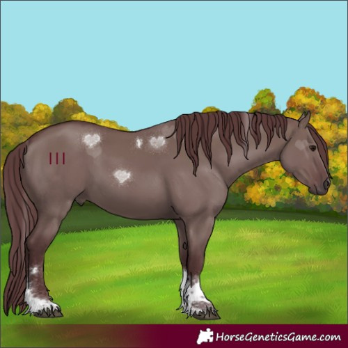 Horse Color:Chocolate Grullo Tobiano