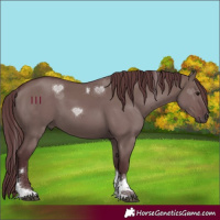 Horse Color:Chocolate Grullo Tobiano