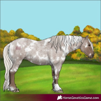 Horse Color:White Spotted Silver Blue Roan 