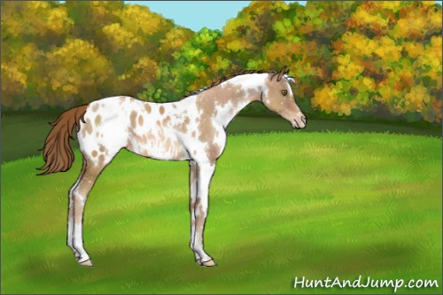 Horse Color:White Spotted Liver Chestnut Pearl Appaloosa 