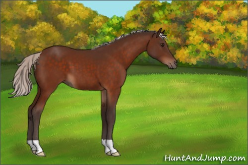 Horse Color:Silver Bay 