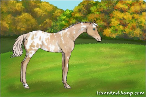 Horse Color:White Spotted Silver Buckskin Pearl Appaloosa 