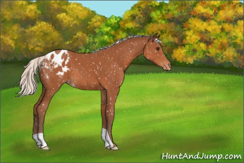 Horse Color:Silver Bay Appaloosa 