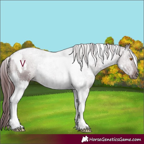 Horse Color:White Spotted Chocolate Black Tobiano 