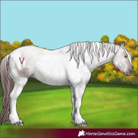 Horse Color:White Spotted Chocolate Black Tobiano 