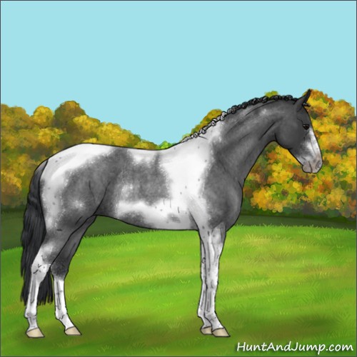 Horse Color:Blue Roan Tobiano Frame Rabicano
