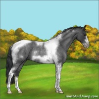 Horse Color:Blue Roan Tobiano Frame Rabicano 