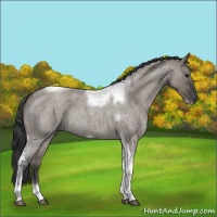 Horse Color:Grullo Roan Tobiano Frame Rabicano 