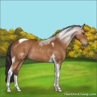 Horse Color:Buckskin Sabino Tobiano Rabicano 