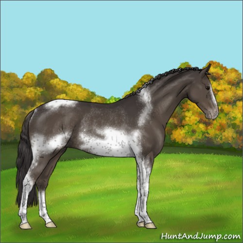 Horse Color:Smoky Black Tobiano Frame Rabicano