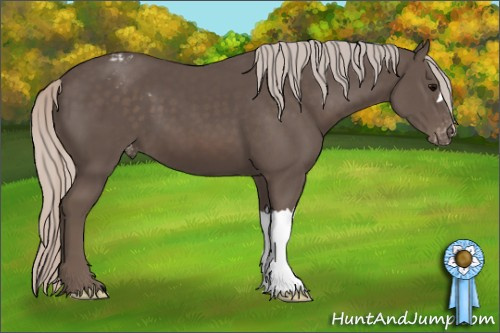 Horse Color:Silver Black Appaloosa 