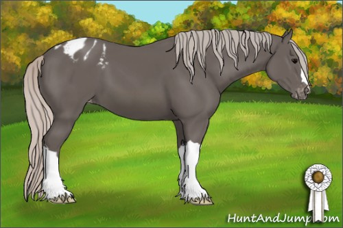 Horse Color:Silver Black Appaloosa 