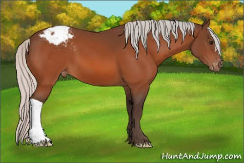 Horse Color:Silver Bay Appaloosa 