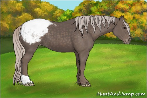 Horse Color:Silver Black Appaloosa 
