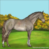 Horse Color:Chocolate Palomino Roan Tobiano Rabicano