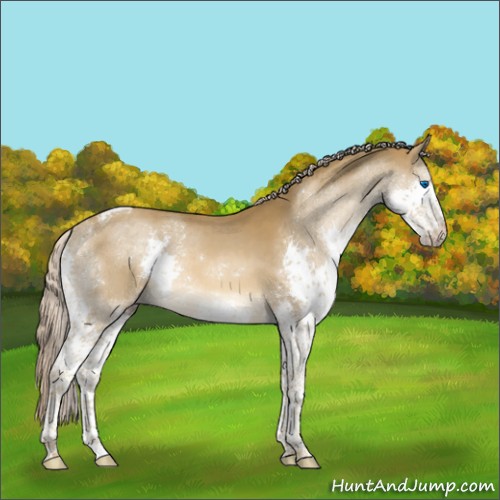 Horse Color:Chocolate Palomino Sabino Splash Tobiano Rabicano