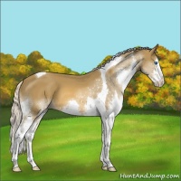 Horse Color:Chocolate Palomino Sabino Splash Tobiano
