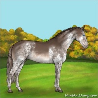 Horse Color:Liver Chestnut Splash Tobiano 