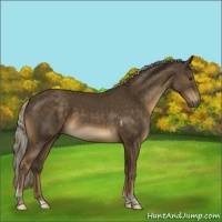 Horse Color:Chocolate Palomino Tobiano