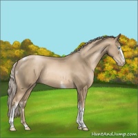 Horse Color:White Spotted Chocolate Palomino Pearl Tobiano Rabicano
