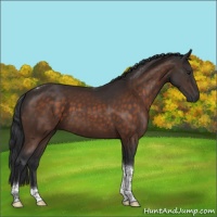Horse Color:Brown Sabino Tobiano Rabicano