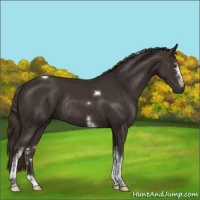 Horse Color:White Spotted Liver Chestnut Tobiano Rabicano