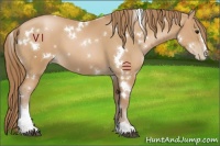 Horse Color:White Spotted Chocolate Black Pearl Sabino 