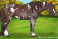 Horse Color:White Spotted Chocolate Black Sabino 