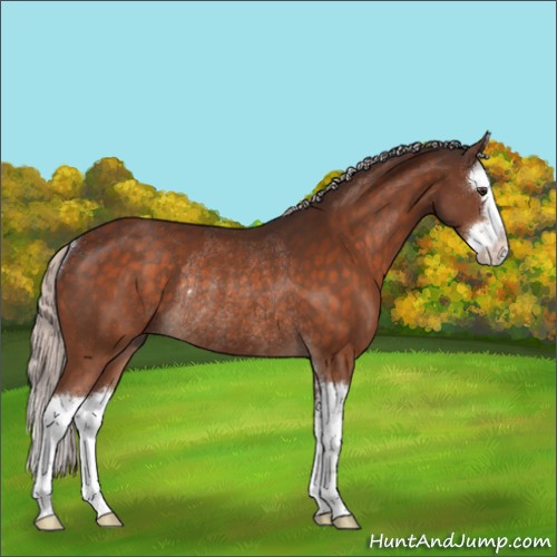 Horse Color:Silver Brown Sabino Splash Rabicano