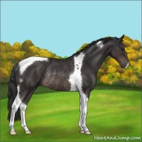 Horse Color:Brown Tobiano Rabicano