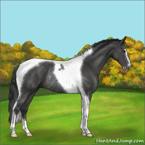 Horse Color:Black Sabino Tobiano Rabicano