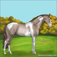 Horse Color:Black Pearl Sabino Tobiano Rabicano