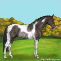 Horse Color:Brown Tobiano Rabicano
