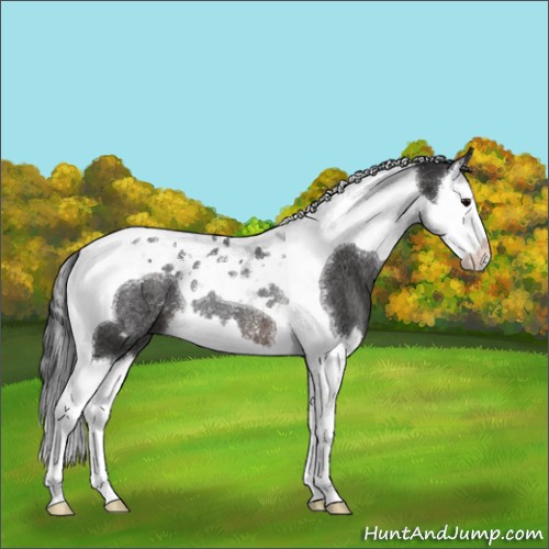 Horse Color:Brown Splash Tobiano Rabicano 
