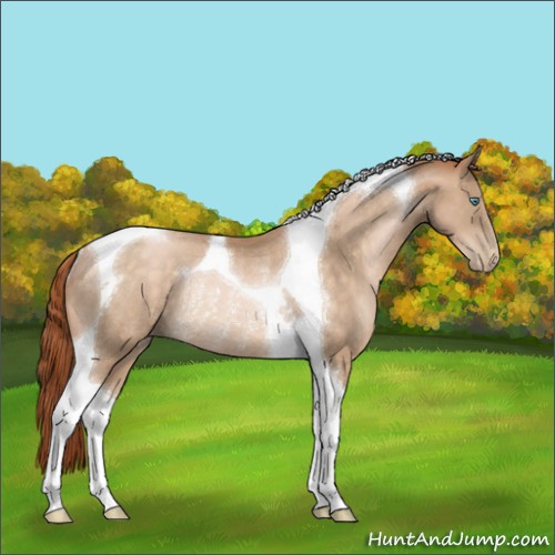 Horse Color:Buckskin Pearl Tobiano Rabicano 