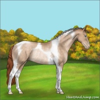 Horse Color:Buckskin Pearl Tobiano Rabicano 