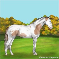 Horse Color:Brown Pearl Splash Tobiano Rabicano 