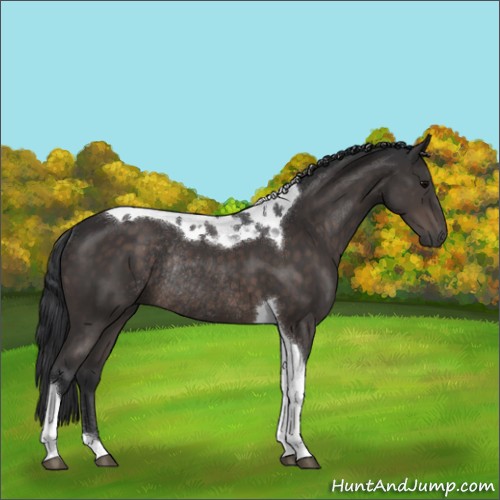 Horse Color:Brown Tobiano Rabicano 