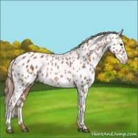 Horse Color:Chestnut Appaloosa 