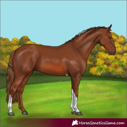 Horse Color:Chestnut Sabino Tobiano 