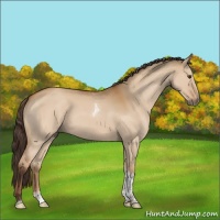 Horse Color:Buckskin Dun Sabino Tobiano Rabicano
