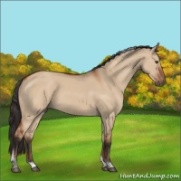 Horse Color:Brown Dun Sabino Tobiano Rabicano 