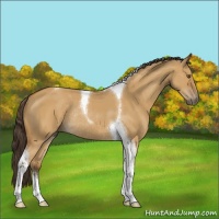 Horse Color:Buckskin Dun Sabino Tobiano Rabicano