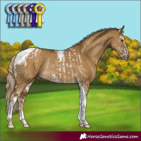 Horse Color:Chocolate Palomino Dun Sabino Tobiano Rabicano  and Chocolate Palomino Dun Tobiano Rabicano 