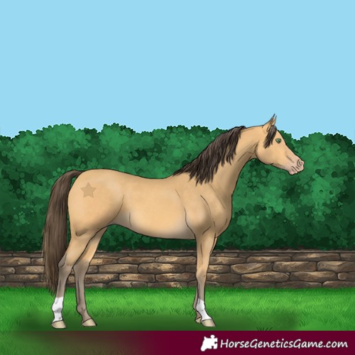 Horse Color:Amber Cream Champagne 